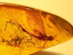 Выставки, Выставка «Доисторические насекомые в янтаре»