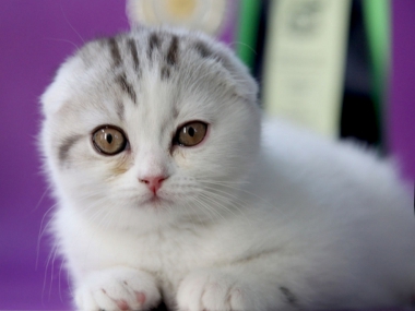 ����� Hello Kitty ����������� � ����